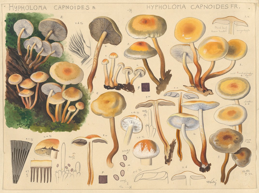 Hypholoma capnoides Fr. by Hans Walty, 1915-1945 — digital art print download