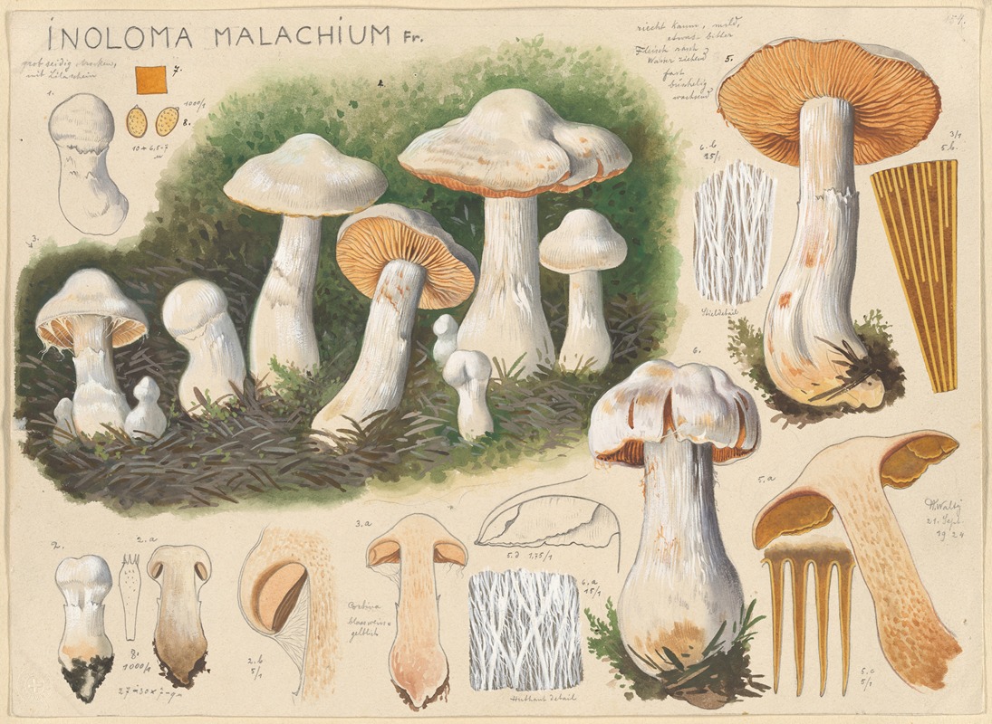 Inoloma malachium Fr. by Hans Walty, 1915-1945 — digital art print download