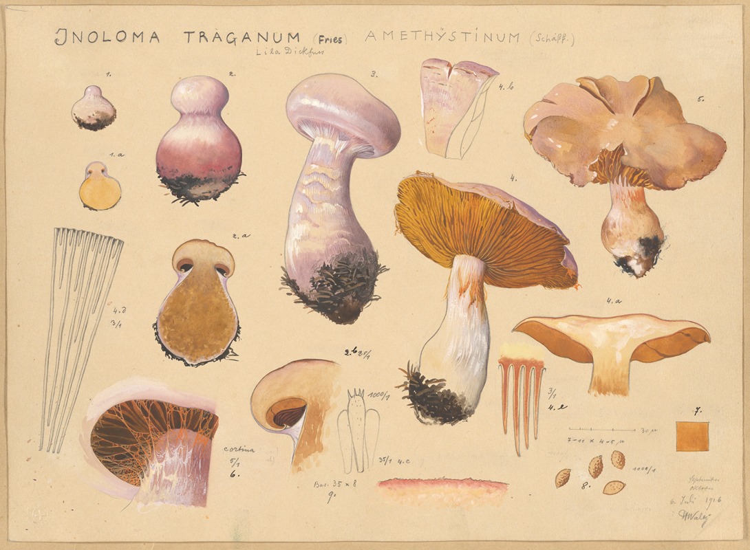 Inoloma Traganum (Fries) — Hans Walty