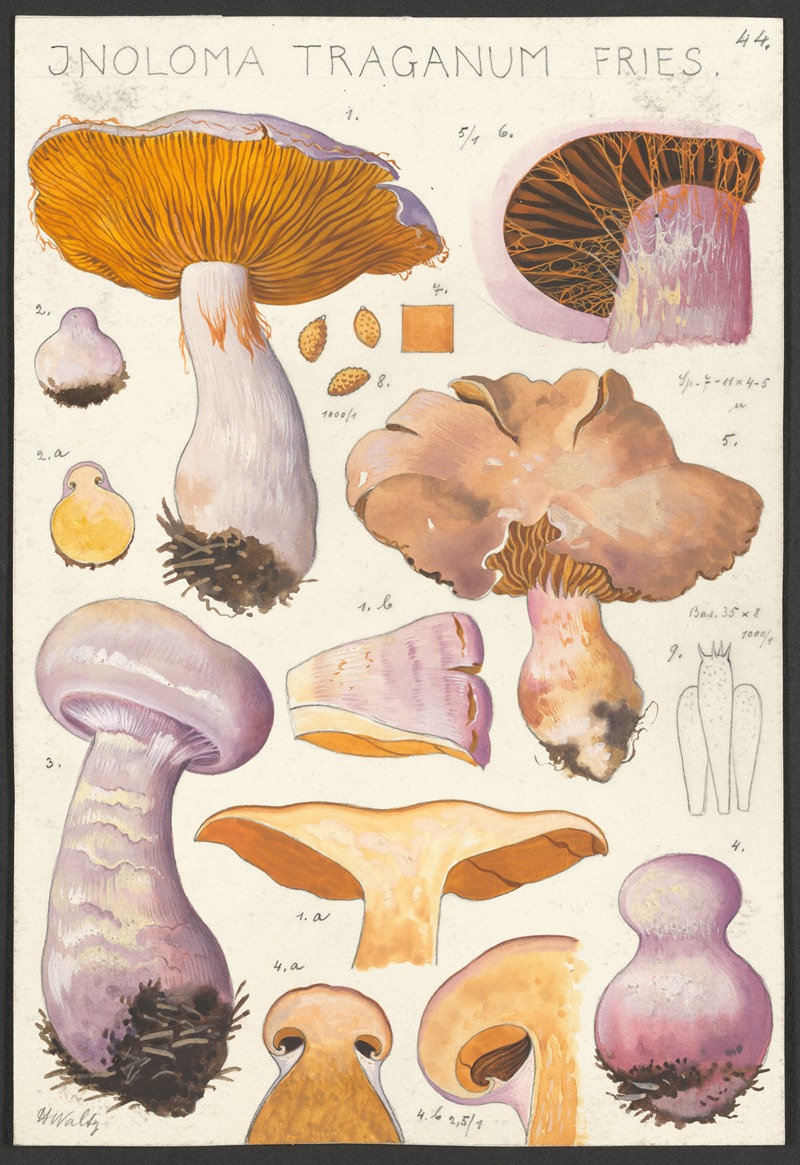 Inoloma Traganum Fries — Hans Walty