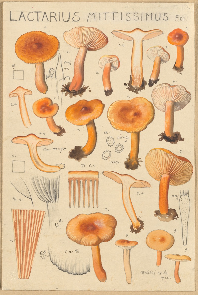 Lactarius camphoratus, Lactarius mittissimus — Hans Walty