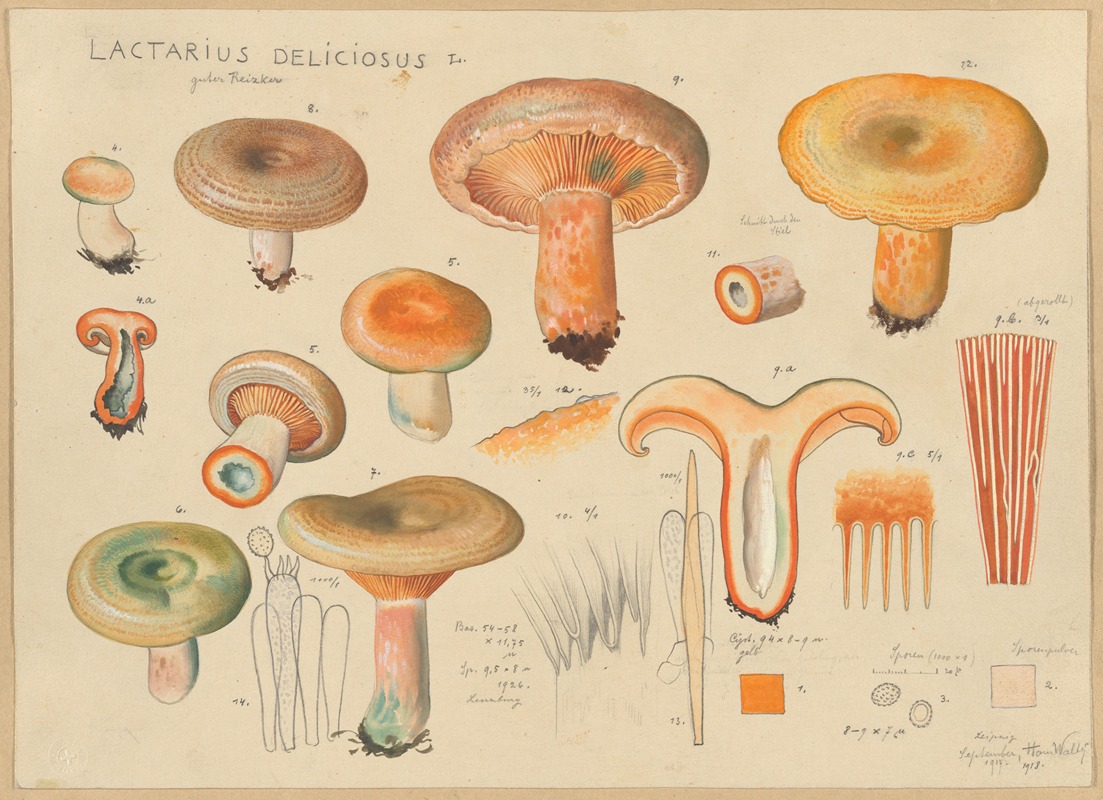 Lactarius deliciosus L. by Hans Walty, 1915-1945 — digital art print download