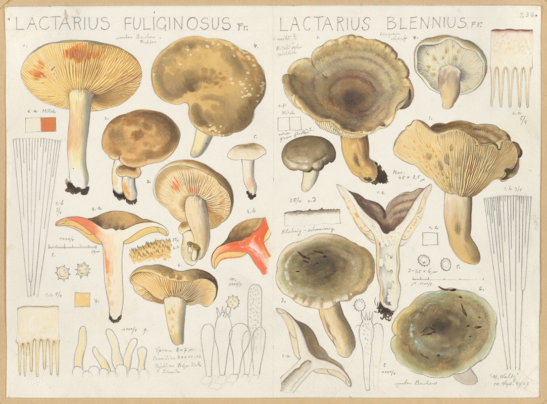 Lactarius fuliginosus, Lactarius blennius by Hans Walty, 1915-1945 — digital art print download
