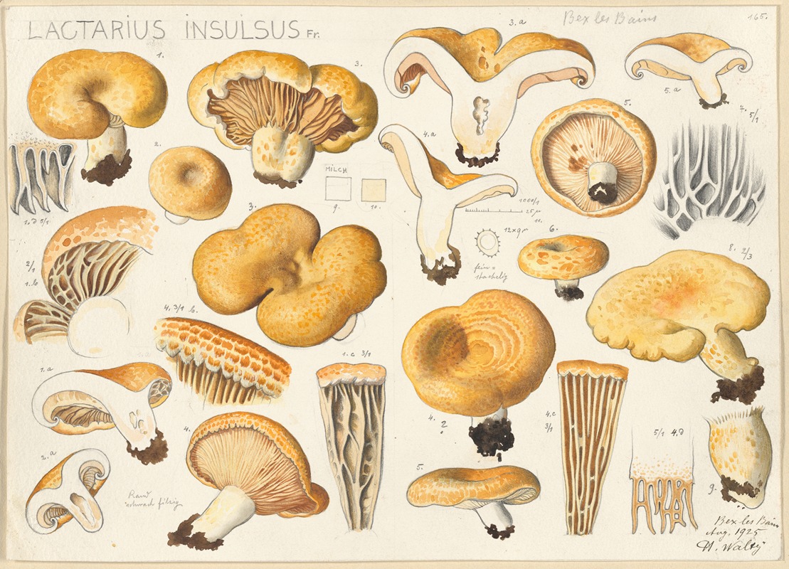 Lactarius insulsus Fr. by Hans Walty, 1915-1945 — digital art print download
