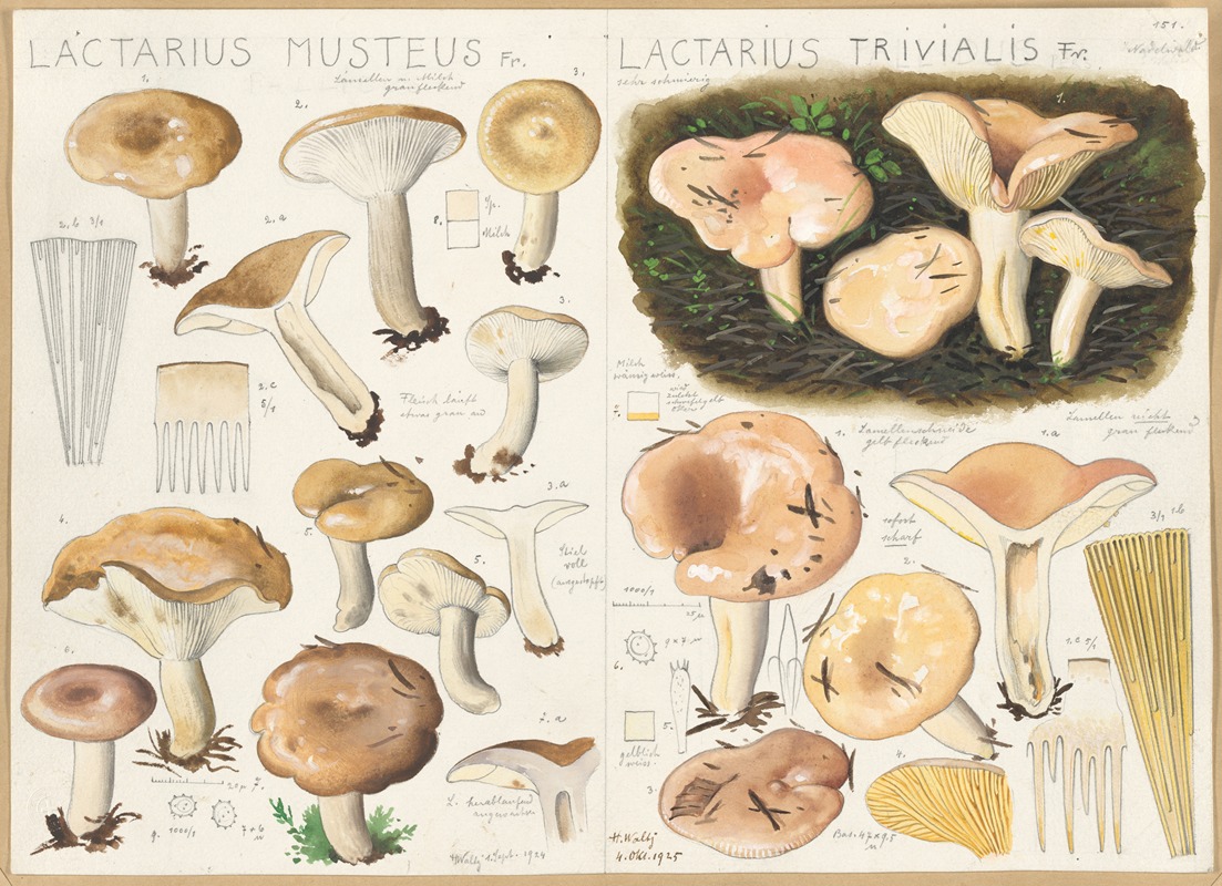 Lactarius musteus, Lactarius trivialis by Hans Walty, 1915-1945 — digital art print download