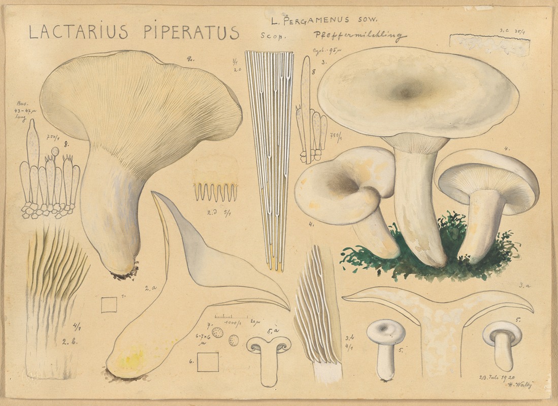 Lactarius piperatus Scop. by Hans Walty, 1915-1945 — digital art print download