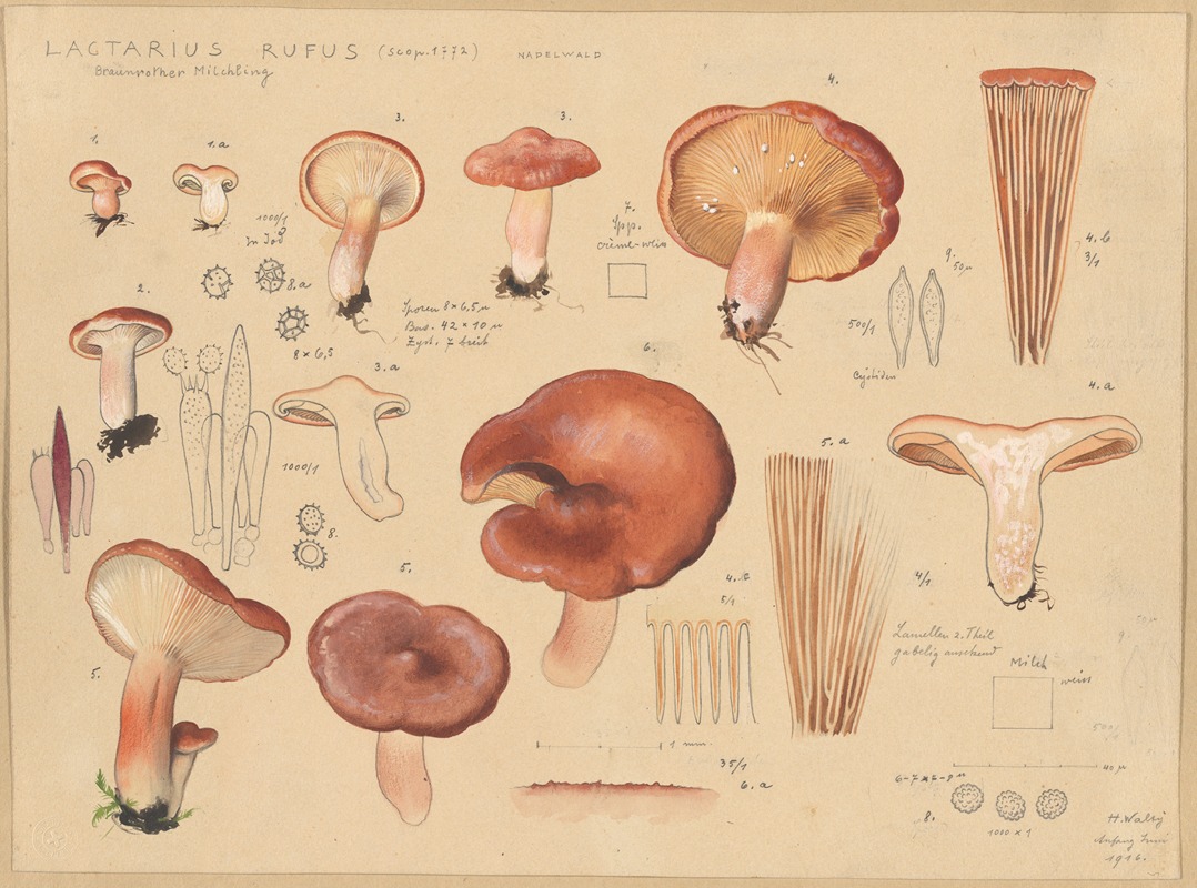 Lactarius rufus (Scop. 1772) by Hans Walty, 1915-1945 — digital art print download