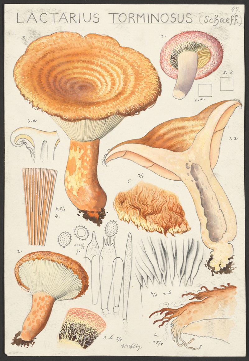 Lactarius torminosus (Schaeff.) by Hans Walty, 1915-1945 — digital art print download