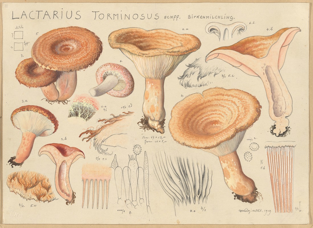 Lactarius torminosus Schff. by Hans Walty, 1915-1945 — digital art print download