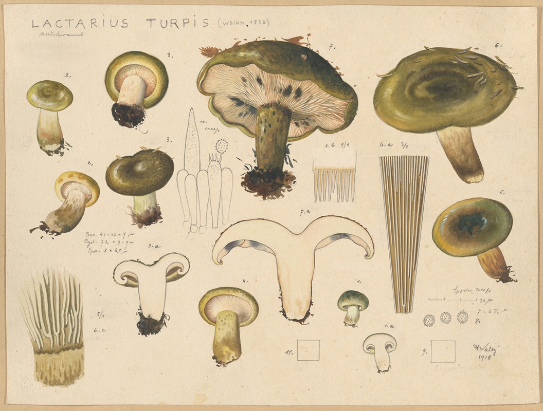 Lactarius turpis (Weinm. 1836) by Hans Walty, 1915-1945 — digital art print download
