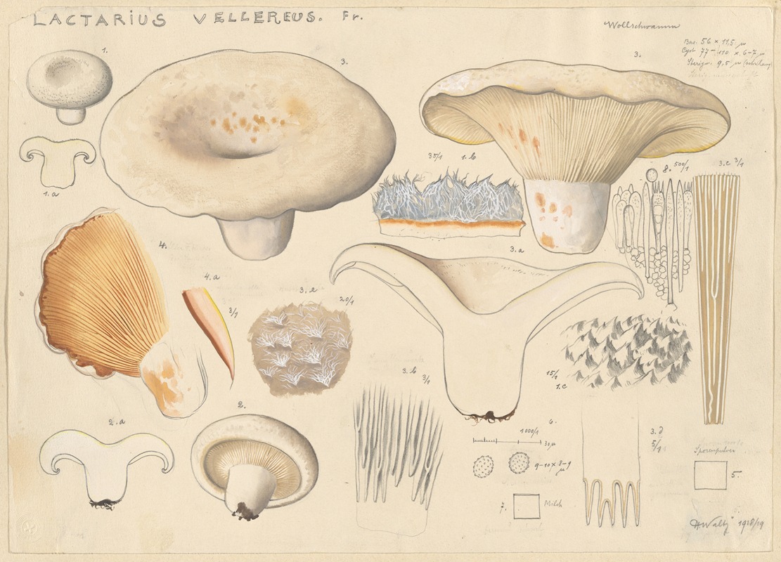 Lactarius vellereus Fr. by Hans Walty, 1915-1945 — digital art print download