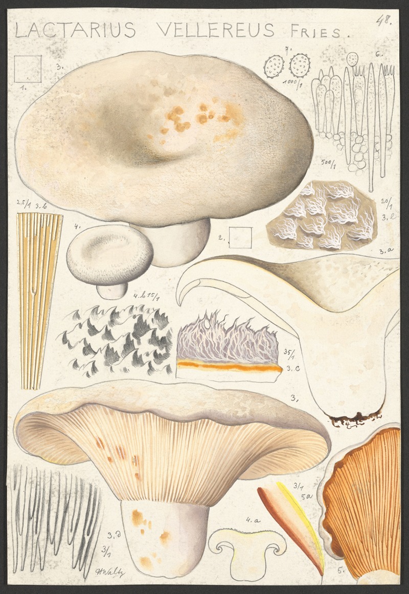 Lactarius vellereus Fries. by Hans Walty, 1915-1945 — digital art print download