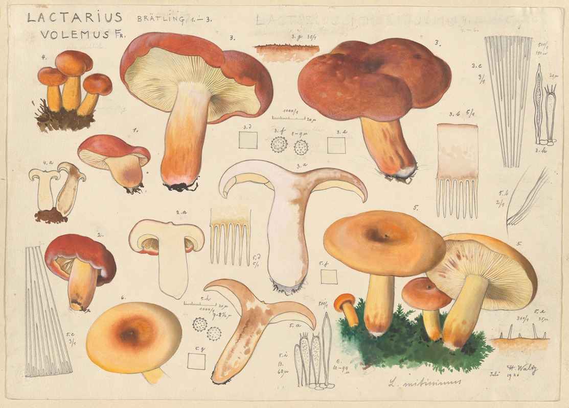 Lactarius volemus Fr. by Hans Walty, 1915-1945 — digital art print download