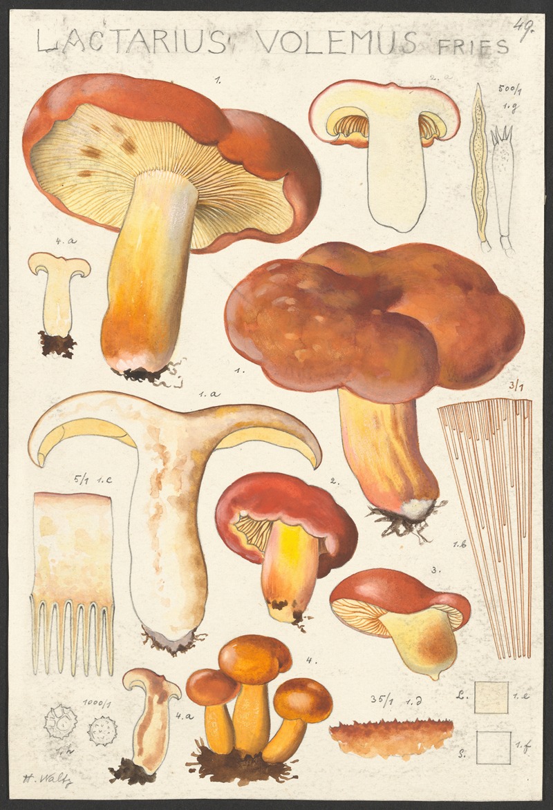 Lactarius volemus Fries by Hans Walty, 1915-1945 — digital art print download