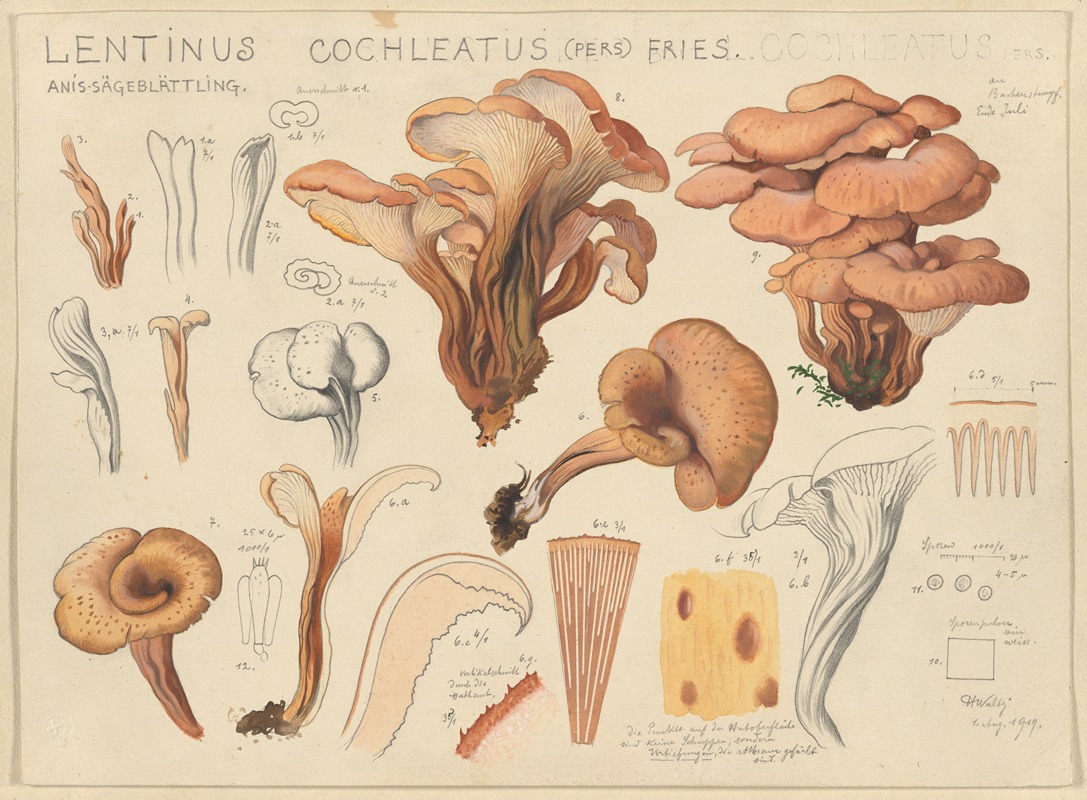 Lentinus cochleatus (Pers) Fries. — Hans Walty