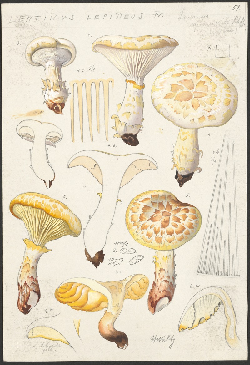 Lentinus lepideus Fr., Lentinus squamosus Schff. (lepideus) — Hans Walty