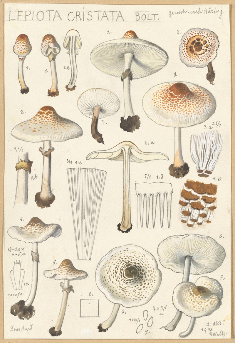 Lepiota cristata by Hans Walty, 1915-1945 — digital art print download