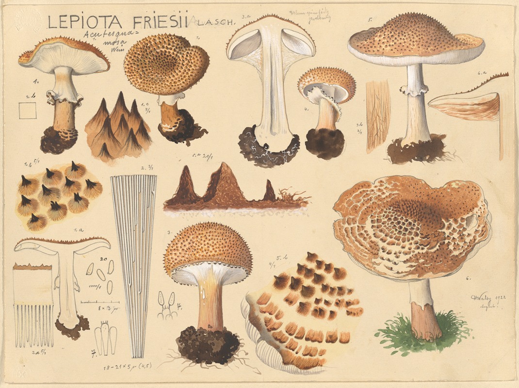 Lepiota friesii Lasch. — Hans Walty