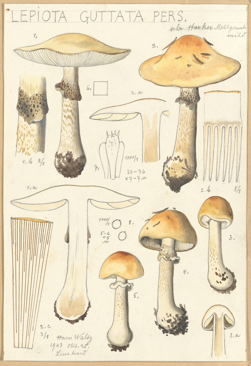 Lepiota guttata pers. by Hans Walty, 1915-1945 — digital art print download