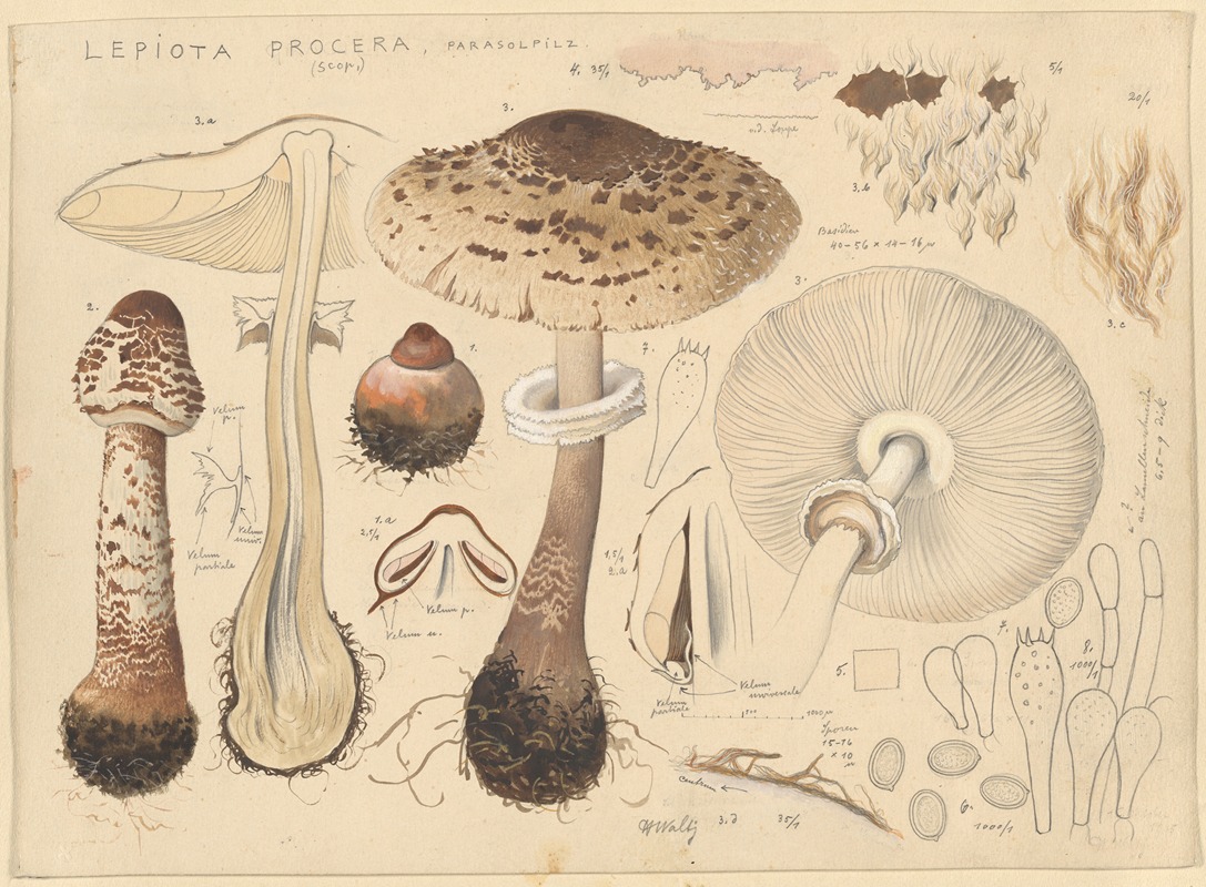 Lepiota procera (Scop.) by Hans Walty, 1915-1945 — digital art print download