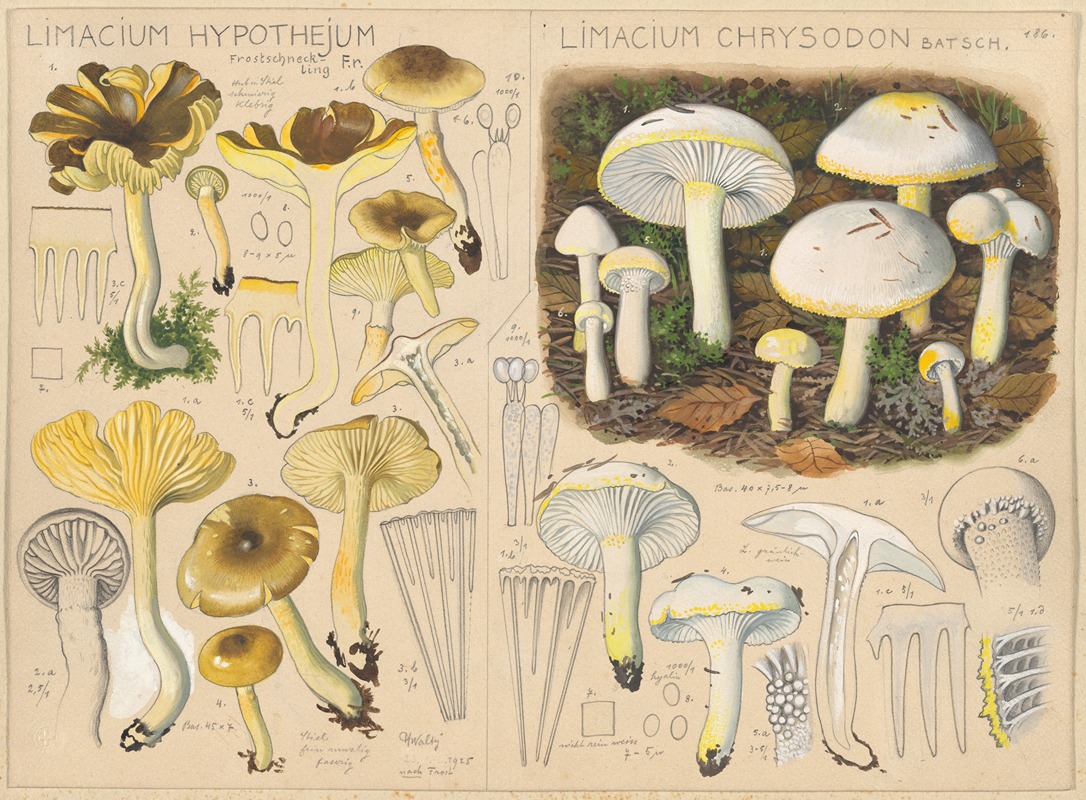 Limacium hypothejum, Limacium chrysodon by Hans Walty, 1915-1945 — digital art print download