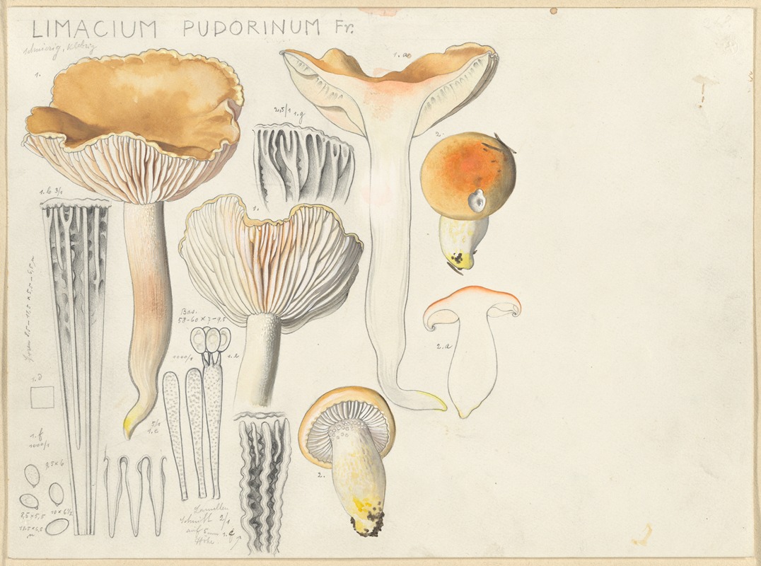 Limacium pudorinum Fr. by Hans Walty, 1915-1945 — digital art print download
