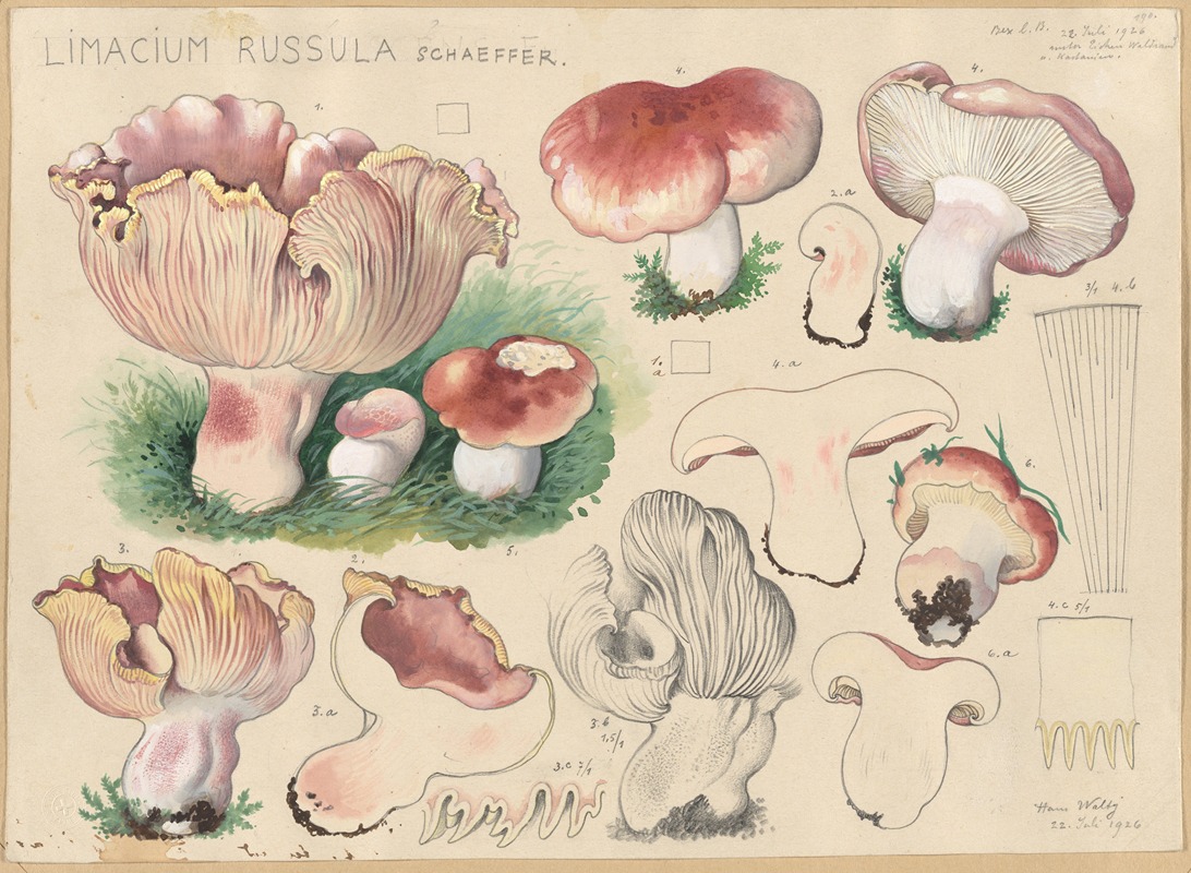 Limacium russula Schaeffer by Hans Walty, 1915-1945 — digital art print download