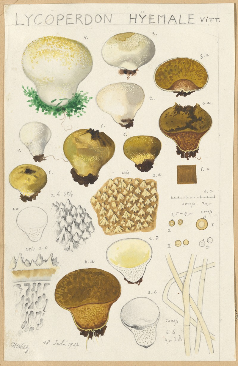 Lycoperdon hyemale by Hans Walty, 1915-1945 — digital art print download