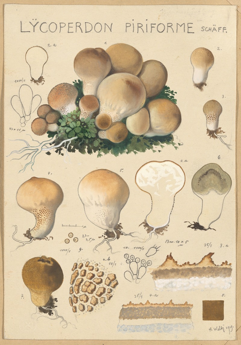 Lycoperdon piriforme by Hans Walty, 1915-1945 — digital art print download