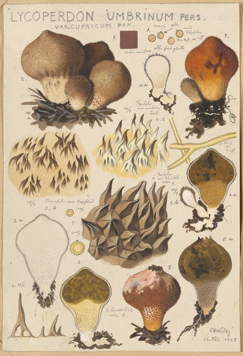 Lycoperdon umbrinum by Hans Walty, 1915-1945 — digital art print download