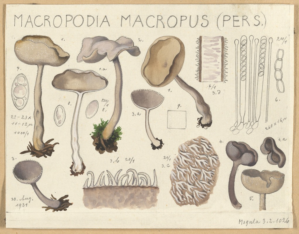 Macropodia macropus by Hans Walty, 1915-1945 — digital art print download