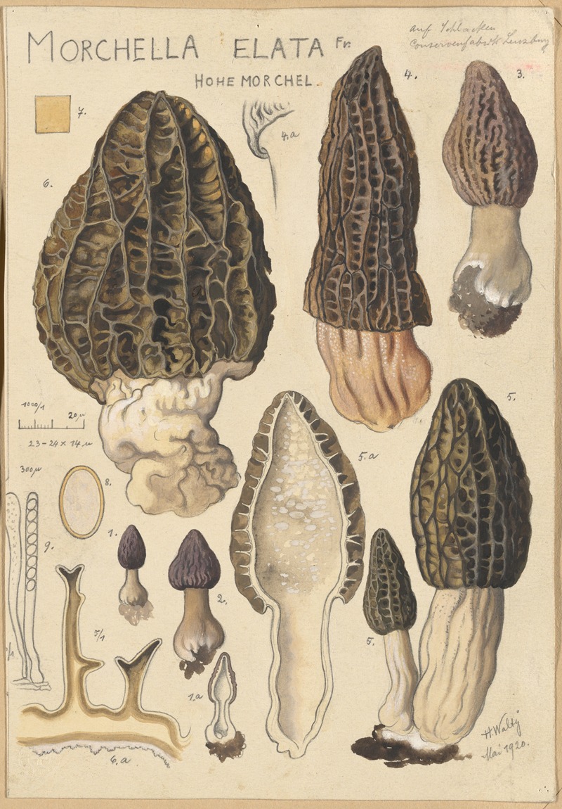 Morchella elata by Hans Walty, 1915-1945 — digital art print download