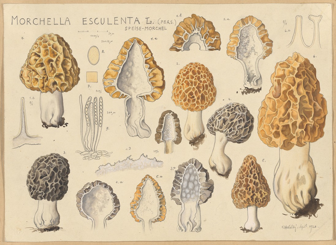 Morchella esculenta L. (Pers.) by Hans Walty, 1915-1945 — digital art print download