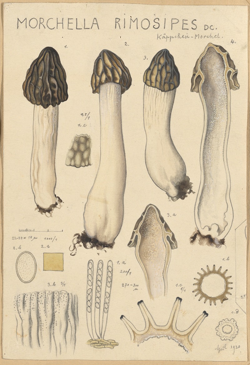 Morchella rimosipes by Hans Walty, 1915-1945 — digital art print download