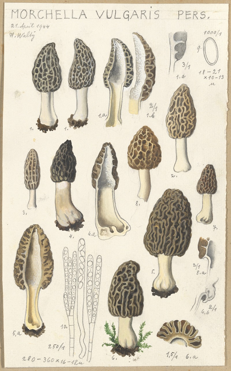 Morchella vulgaris by Hans Walty, 1915-1945 — digital art print download