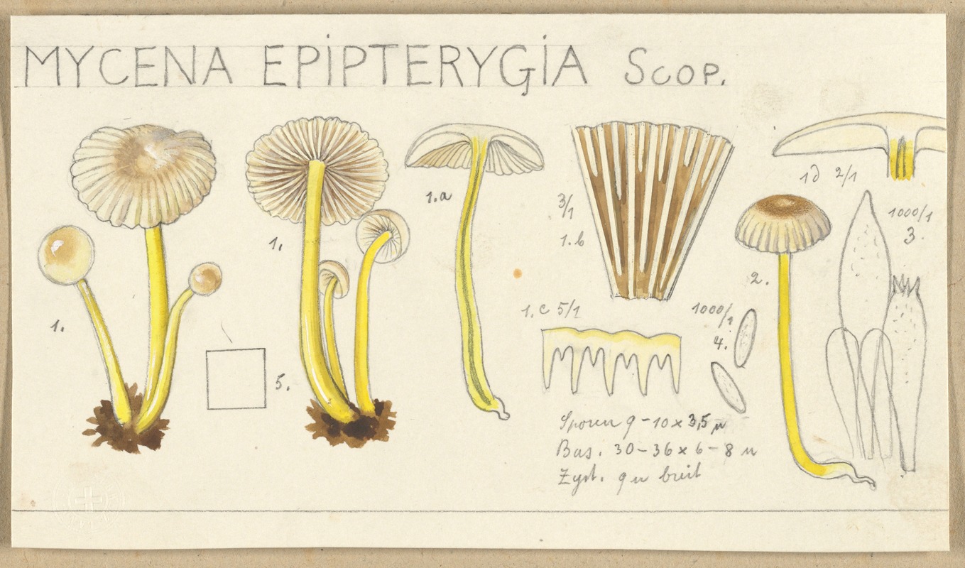 Mycena epipterygia by Hans Walty, 1915-1945 — digital art print download
