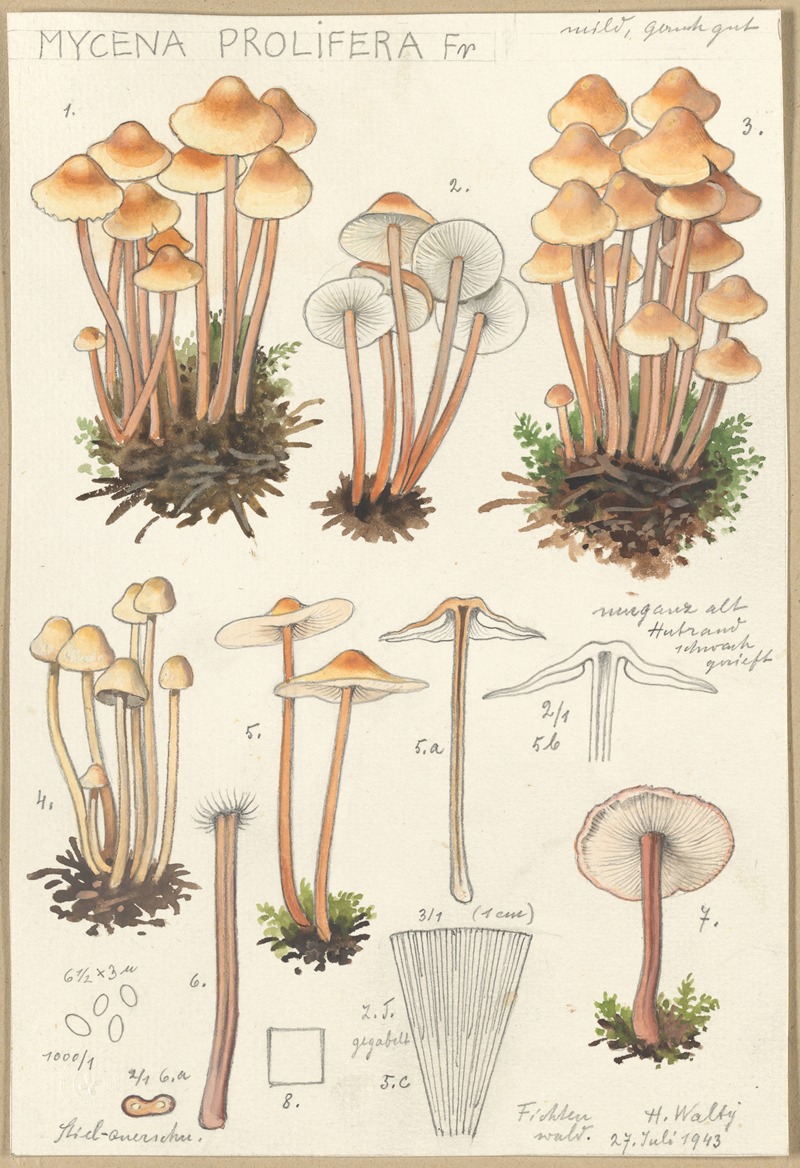 Mycena prolifera by Hans Walty, 1915-1945 — digital art print download