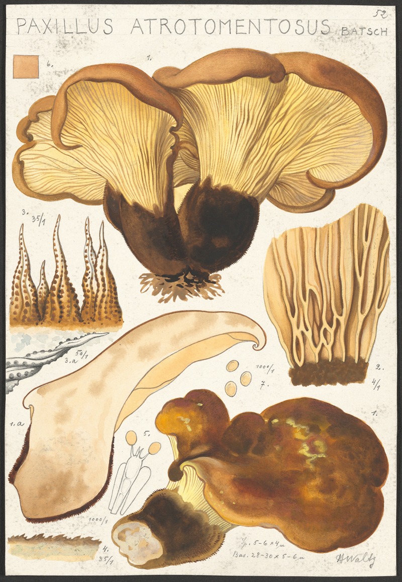 Paxillus atrotomentosus Batsch 2 by Hans Walty, 1915-1945 — digital art print download