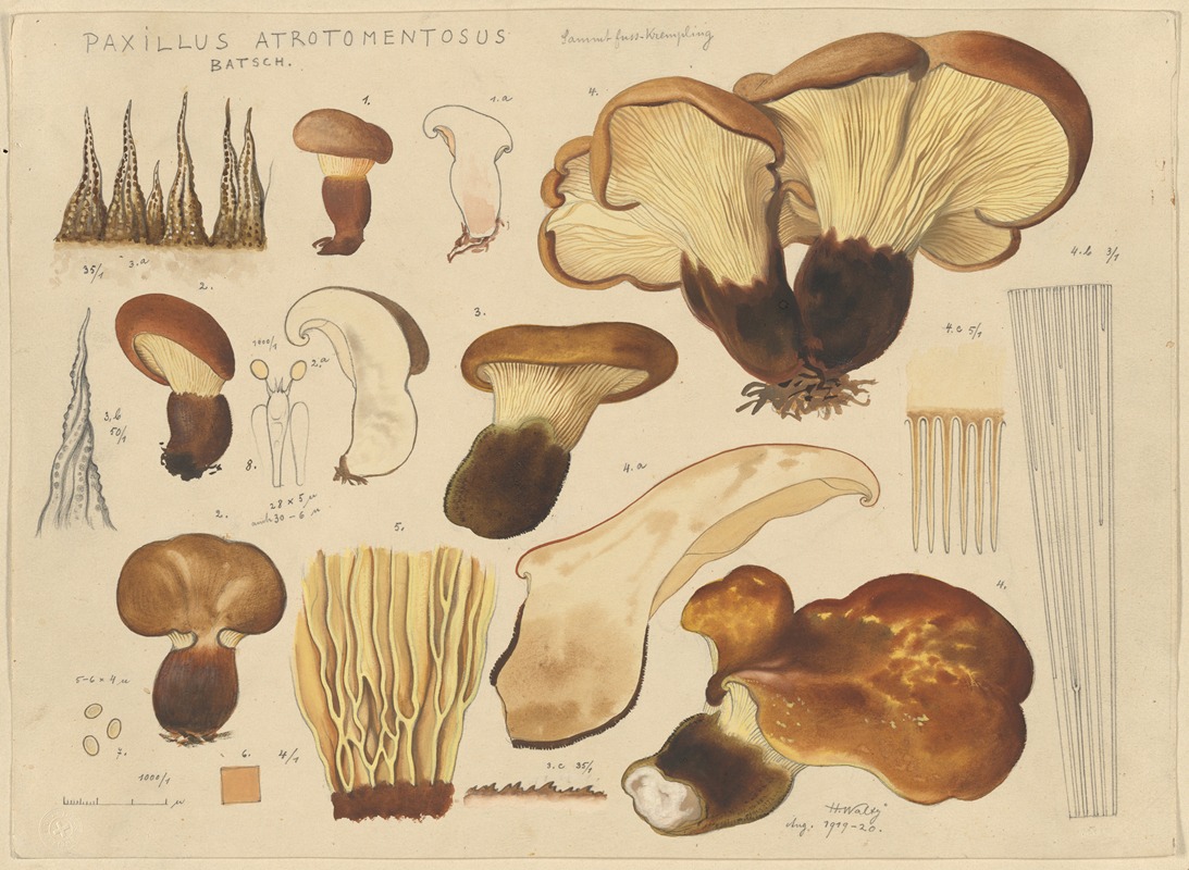 Paxillus atrotomentosus Batsch. by Hans Walty, 1915-1945 — digital art print download