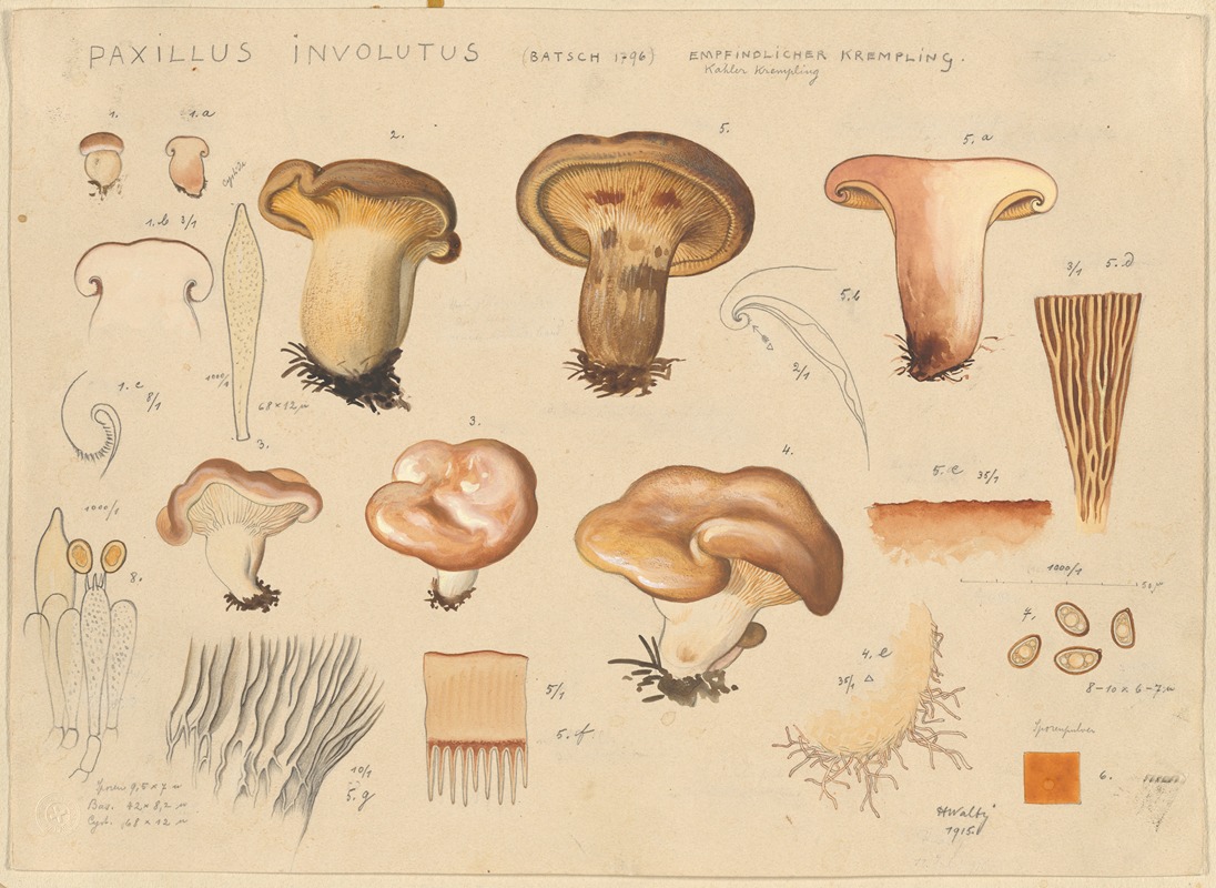 Paxillus involutus (Batsch 1796) by Hans Walty, 1915-1945 — digital art print download