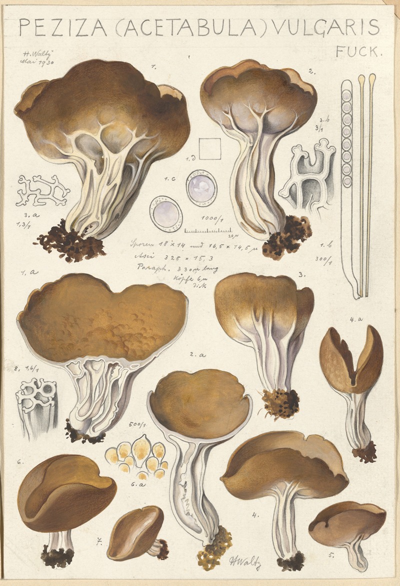 Peziza (acetabula) vulgaris — Hans Walty
