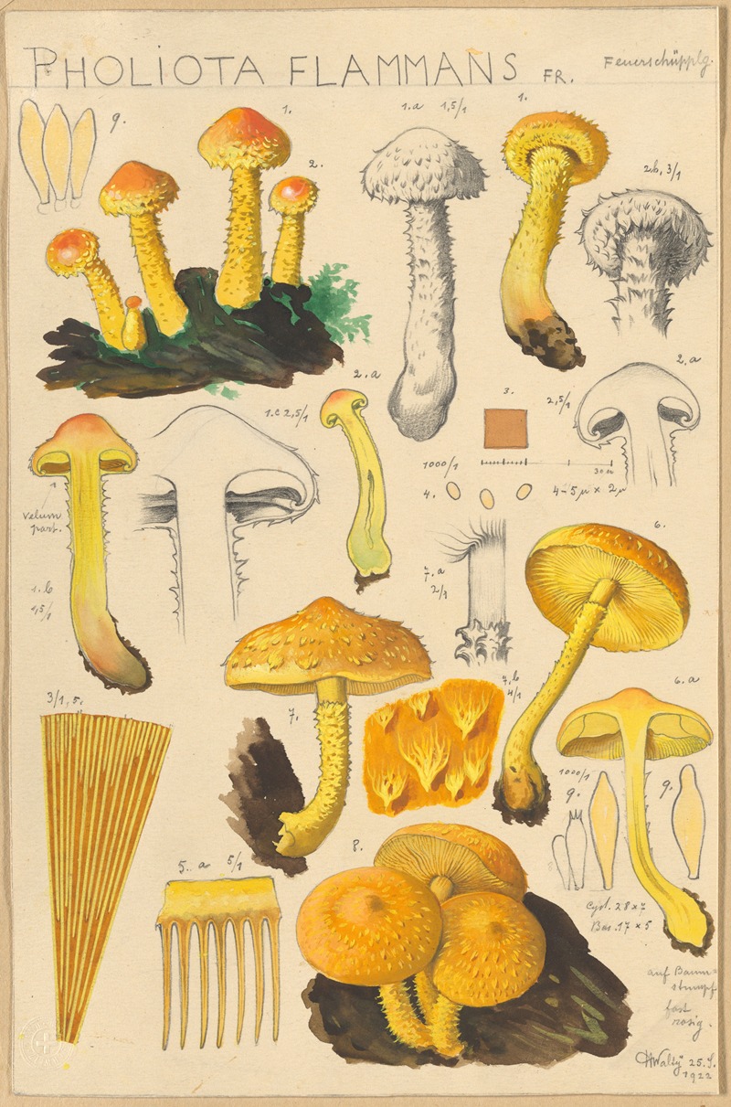 Pholiota flammans, Pholiota caperata — Hans Walty
