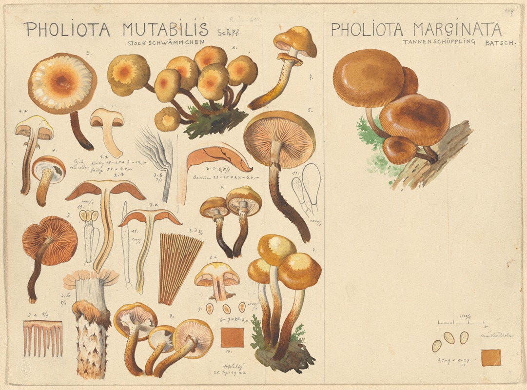 Pholiota mutabilis, Pholiota marginata by Hans Walty, 1915-1945 — digital art print download