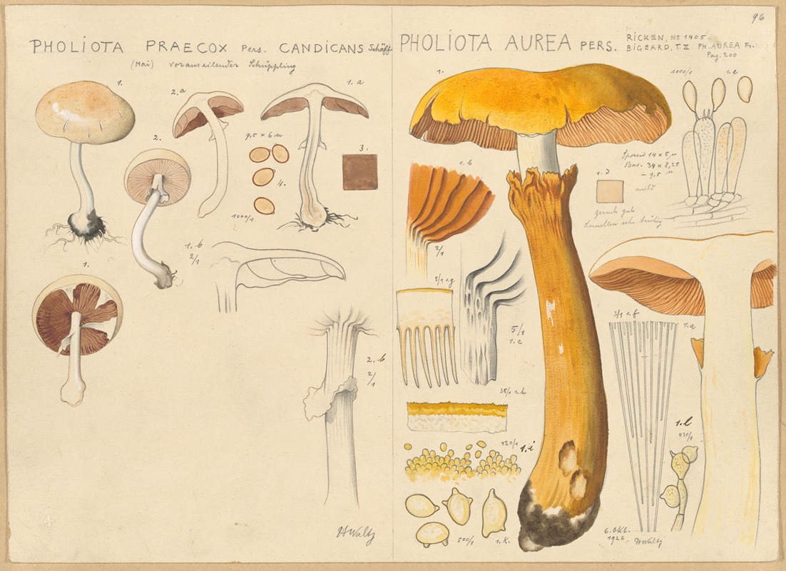 Pholiota praecox, Pholiota aurea — Hans Walty