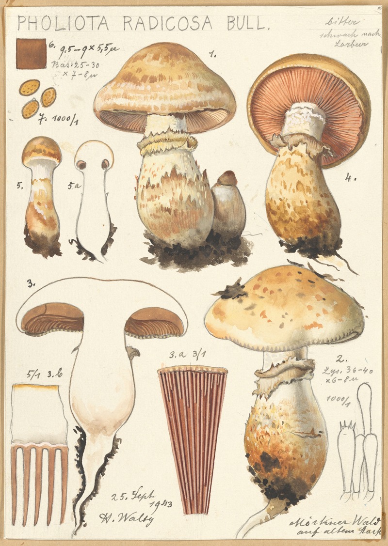 Pholiota radicosa Bull. — Hans Walty