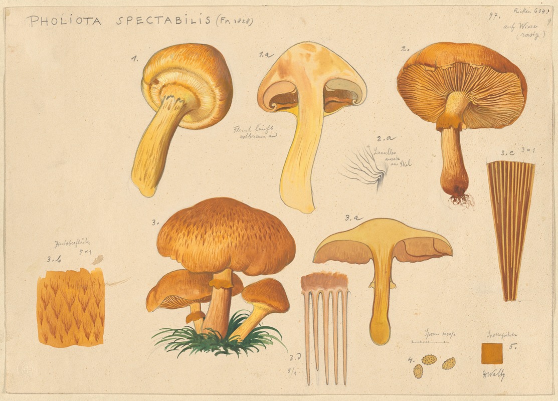 Pholiota spectabilis (Fr. 1828) by Hans Walty, 1915-1945 — digital art print download
