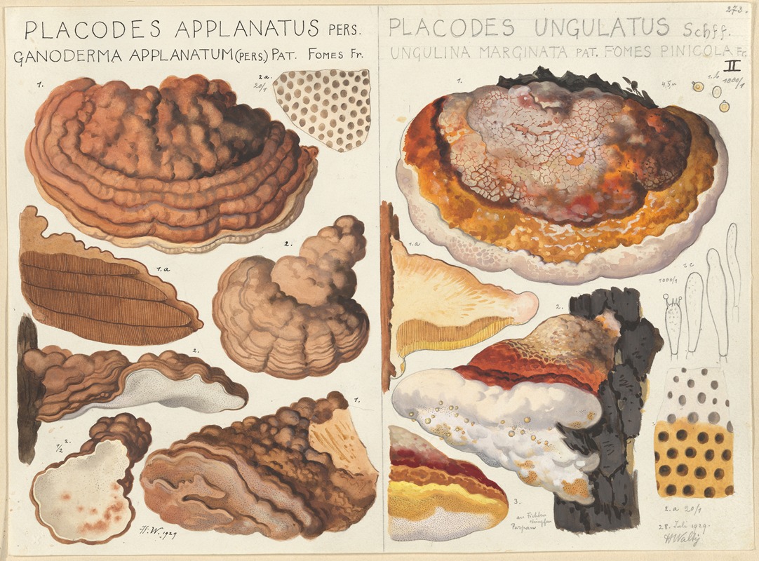 Placodes applanatus, Placodes ungulatus by Hans Walty, 1915-1945 — digital art print download