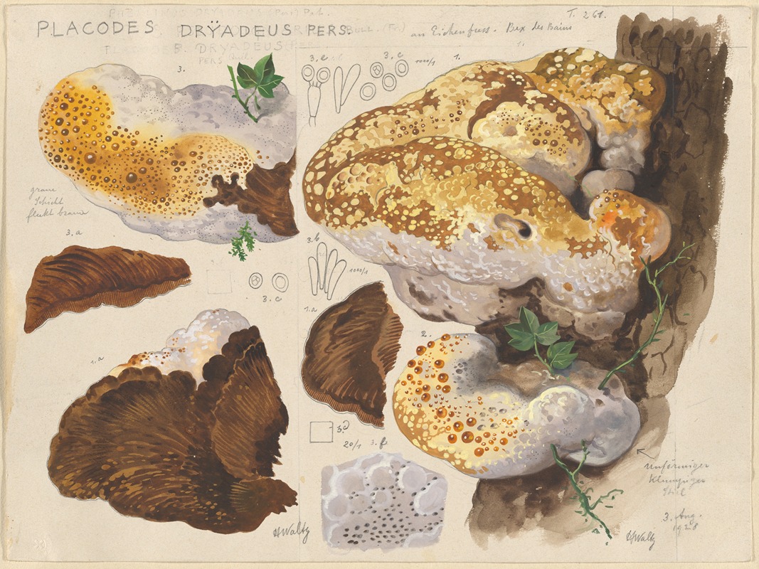 Placodes dryadeus pers. by Hans Walty, 1915-1945 — digital art print download