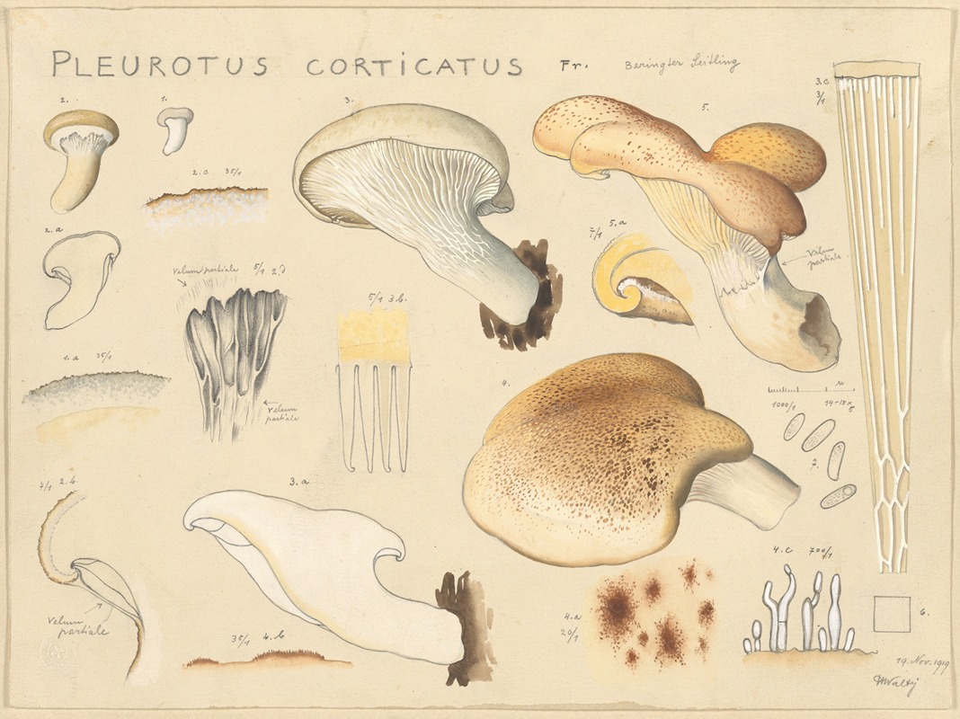 Pleurotus corticatus Fr. by Hans Walty, 1915-1945 — digital art print download