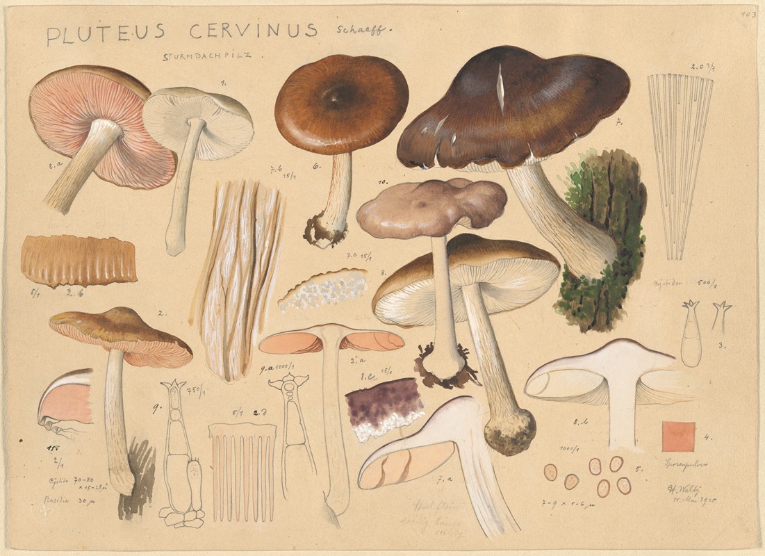 Pluteus cervinus Schaeff. by Hans Walty, 1915-1945 — digital art print download